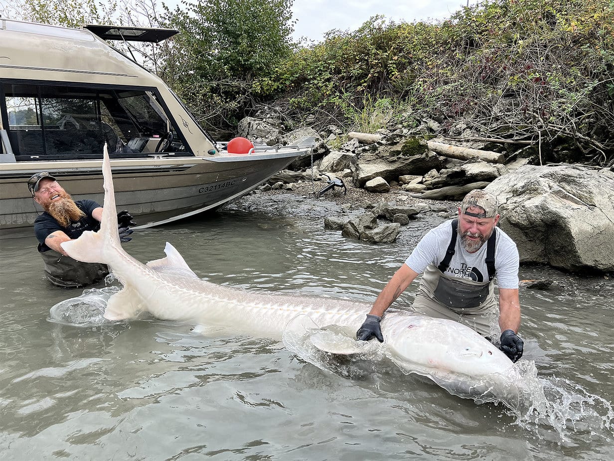 %Fiskerejser efter Laks, ørred og stør% Stør i Canada er Fiskerejse med fiskeeventyr